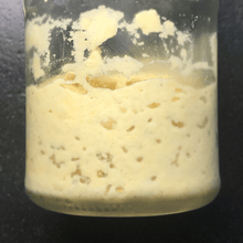 Laden Sie das Bild in den Galerie-Viewer, Bio Sauerteig Anstellgut Glutenfrei (Maismehl) - 25.stunden.BROT