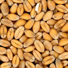 Laden Sie das Bild in den Galerie-Viewer, Bio-Weizen ganz - 25.stunden.BROT